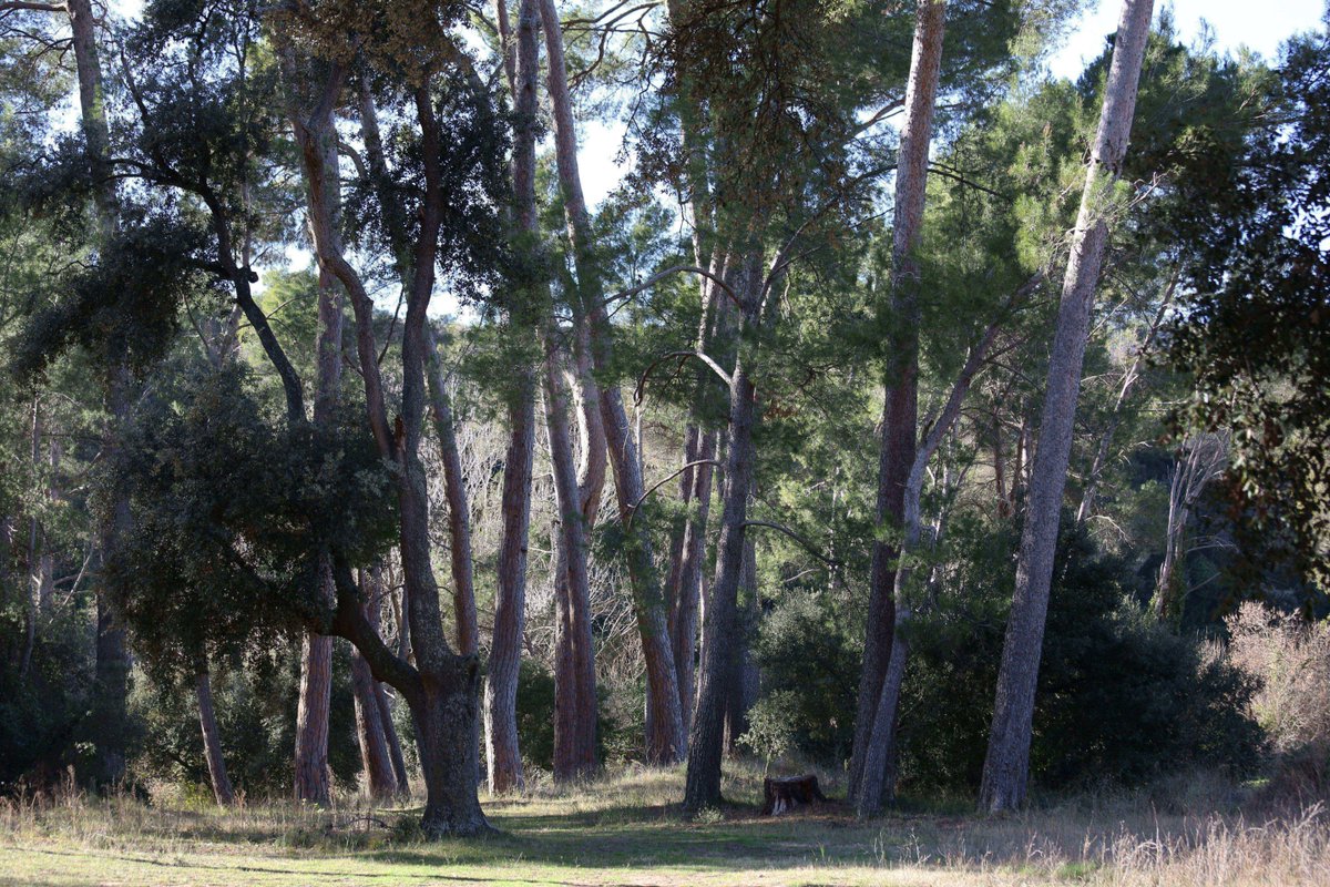 Anoia Turisme tweet media