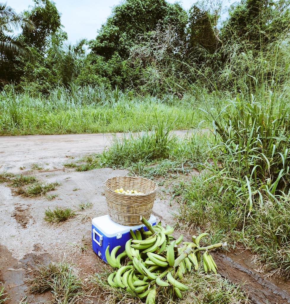 Millishield 01 🚘🌽🫑🌶🦈🐔 tweet media