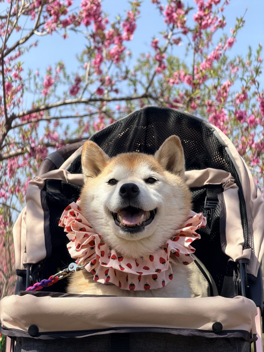 柴犬ハナ tweet media