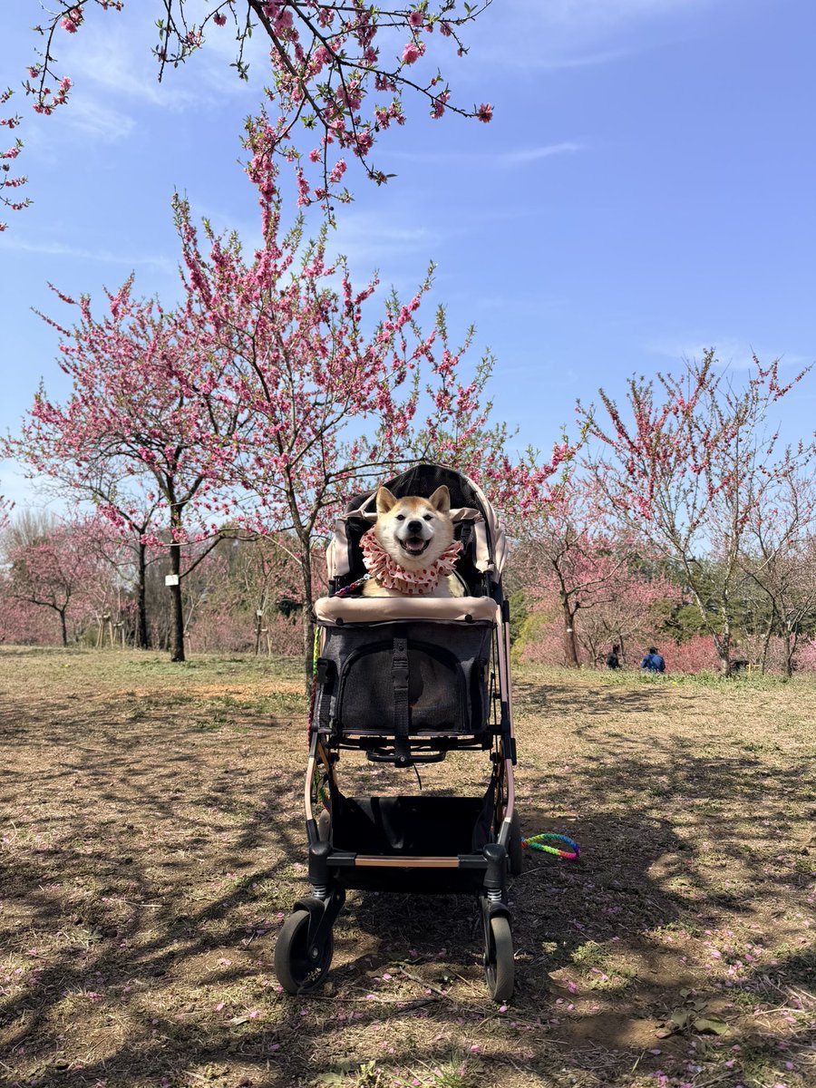 柴犬ハナ tweet media