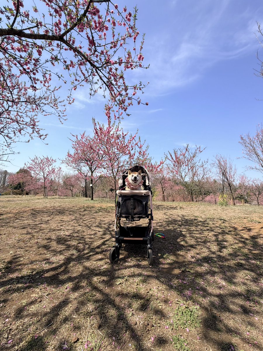 柴犬ハナ tweet media