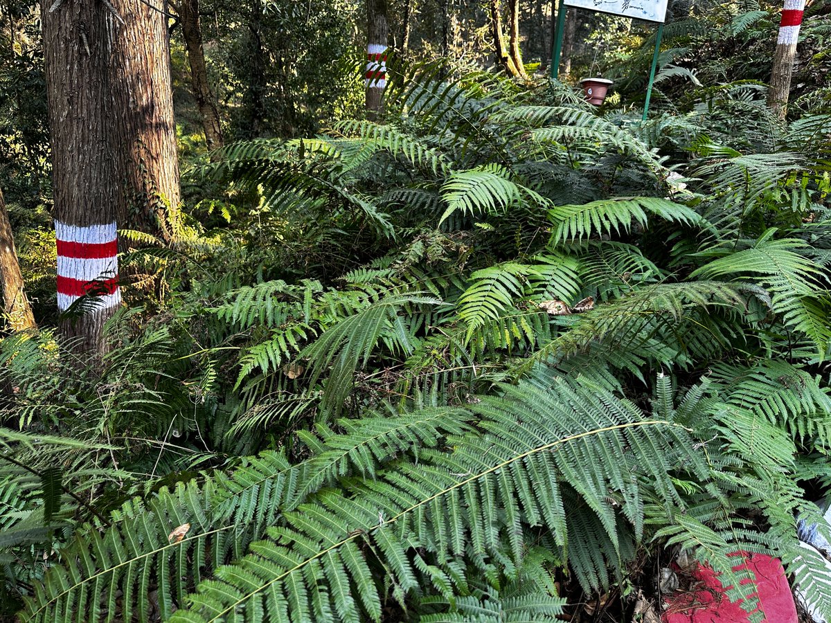 Parnashre ✈️ tweet media