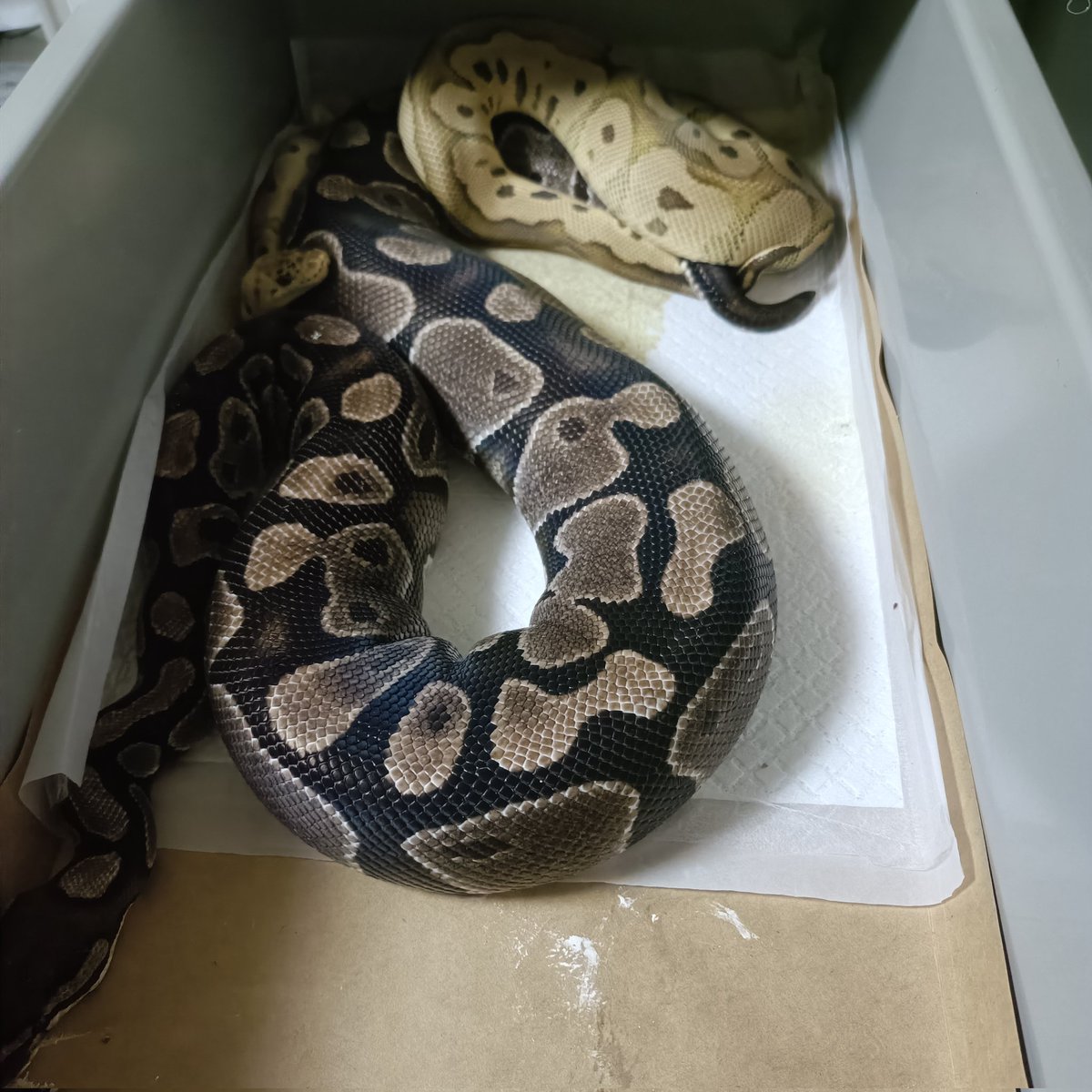 pastel clown het DG
×
TSK axanthic het DG

#ボールパイソン
#ballpython