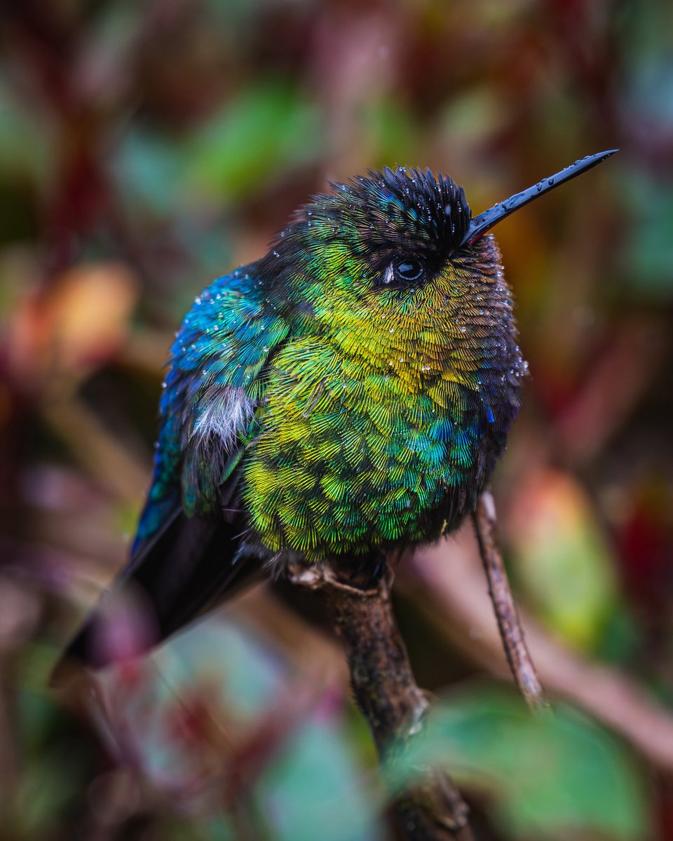 J. P. Monge S. tweet media