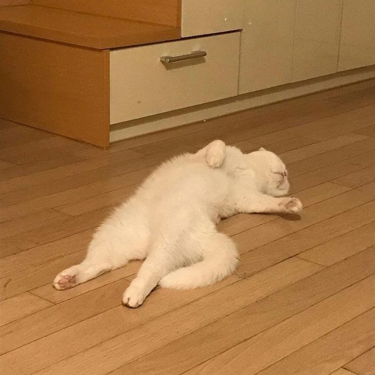 Paowie🍬|7🍀 tweet media