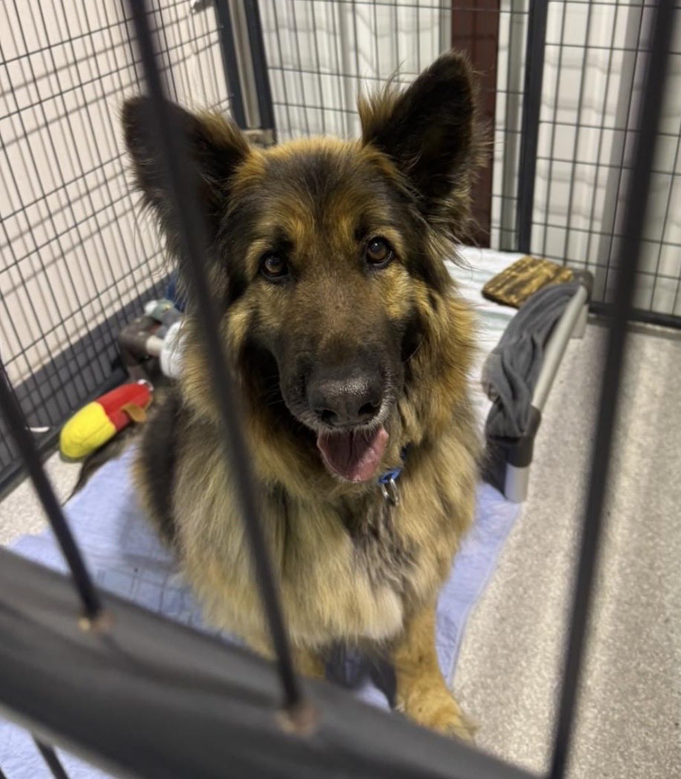 dad to dogs tweet media