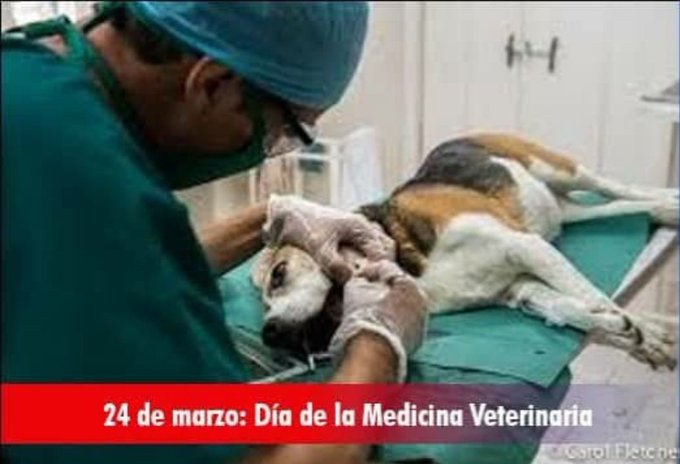 Cada 24 de marzo se celebramos  en Cuba el Día del Trabajador de la Medicina Veterinaria, una fecha dedicada a reconocer la labor de los profesionales y técnicos que velan por la salud animal
<a href="/FrenteDme/">Dirección General de Educación Tercer Frente</a> 
@dpesantiago
<a href="/CubaMined/">MINED</a> 
#Tercerfrente
#Santia