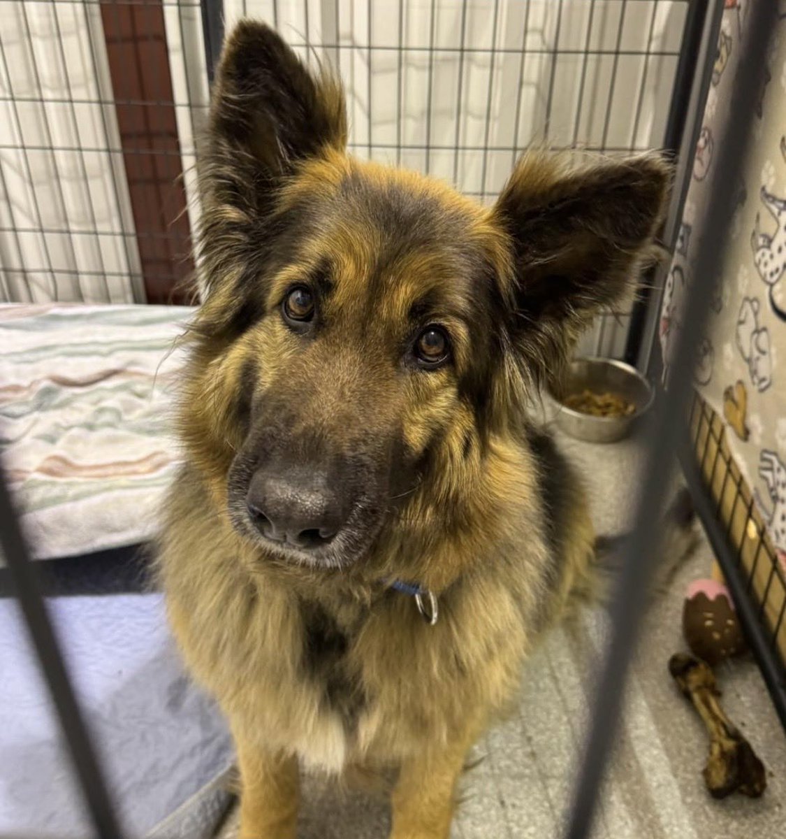 dad to dogs tweet media