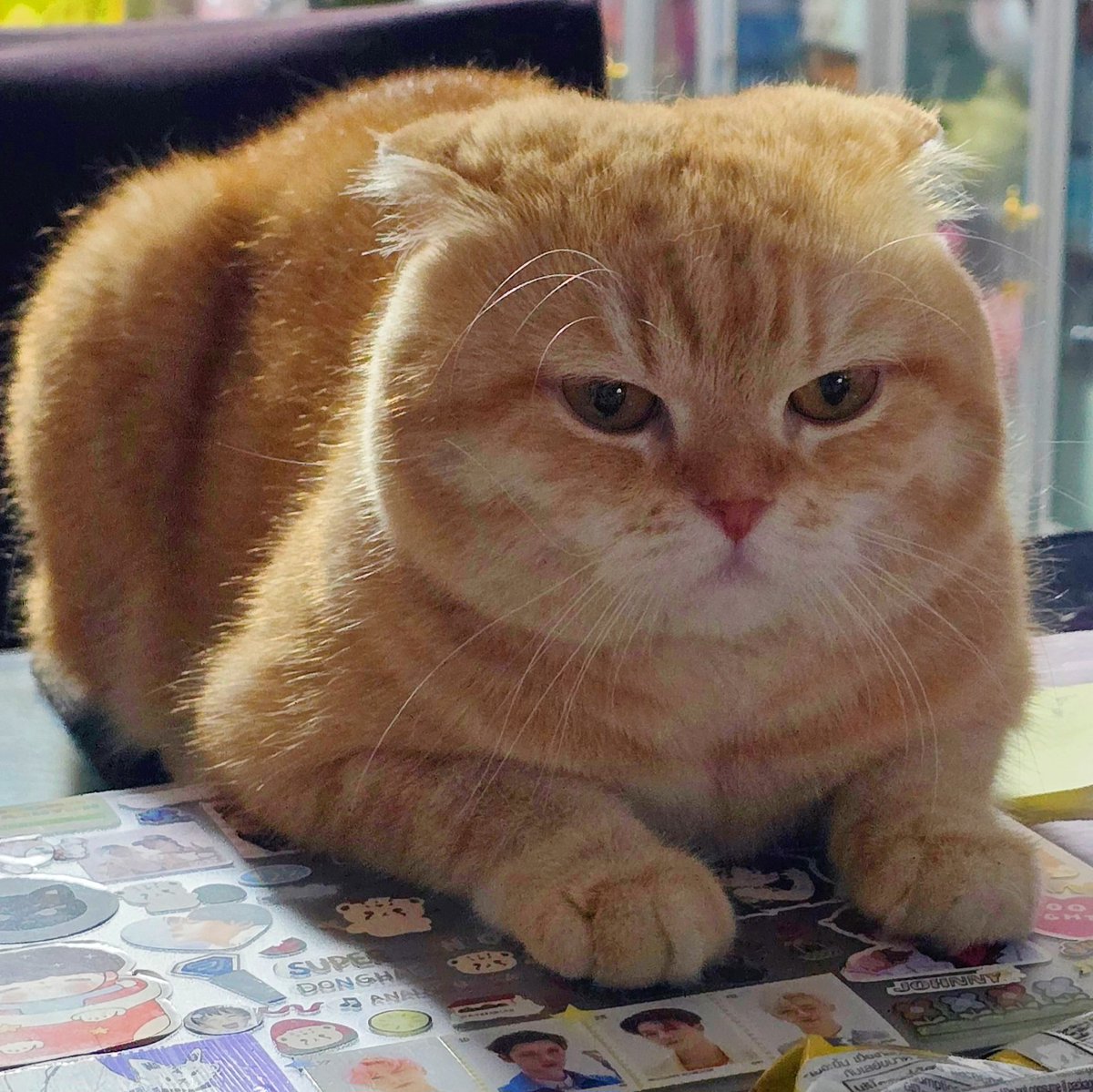 Prof.โบ้ล์ 🕯𝚂𝙾𝟷𝟶³ tweet media