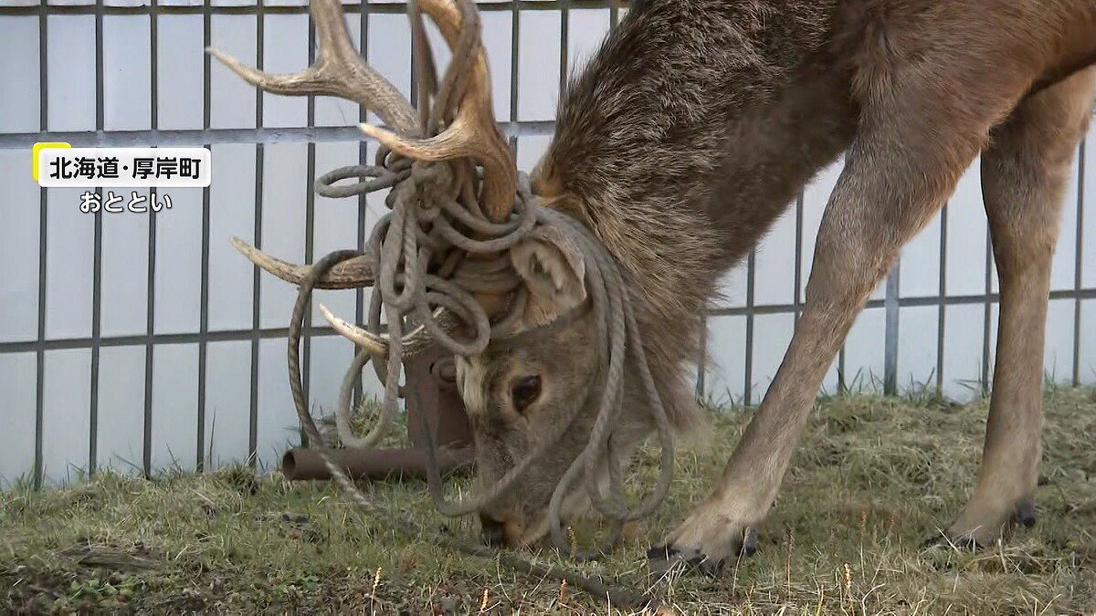 ライブドアニュース tweet media