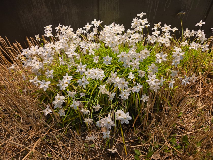 佐藤賢一の中の人 tweet media