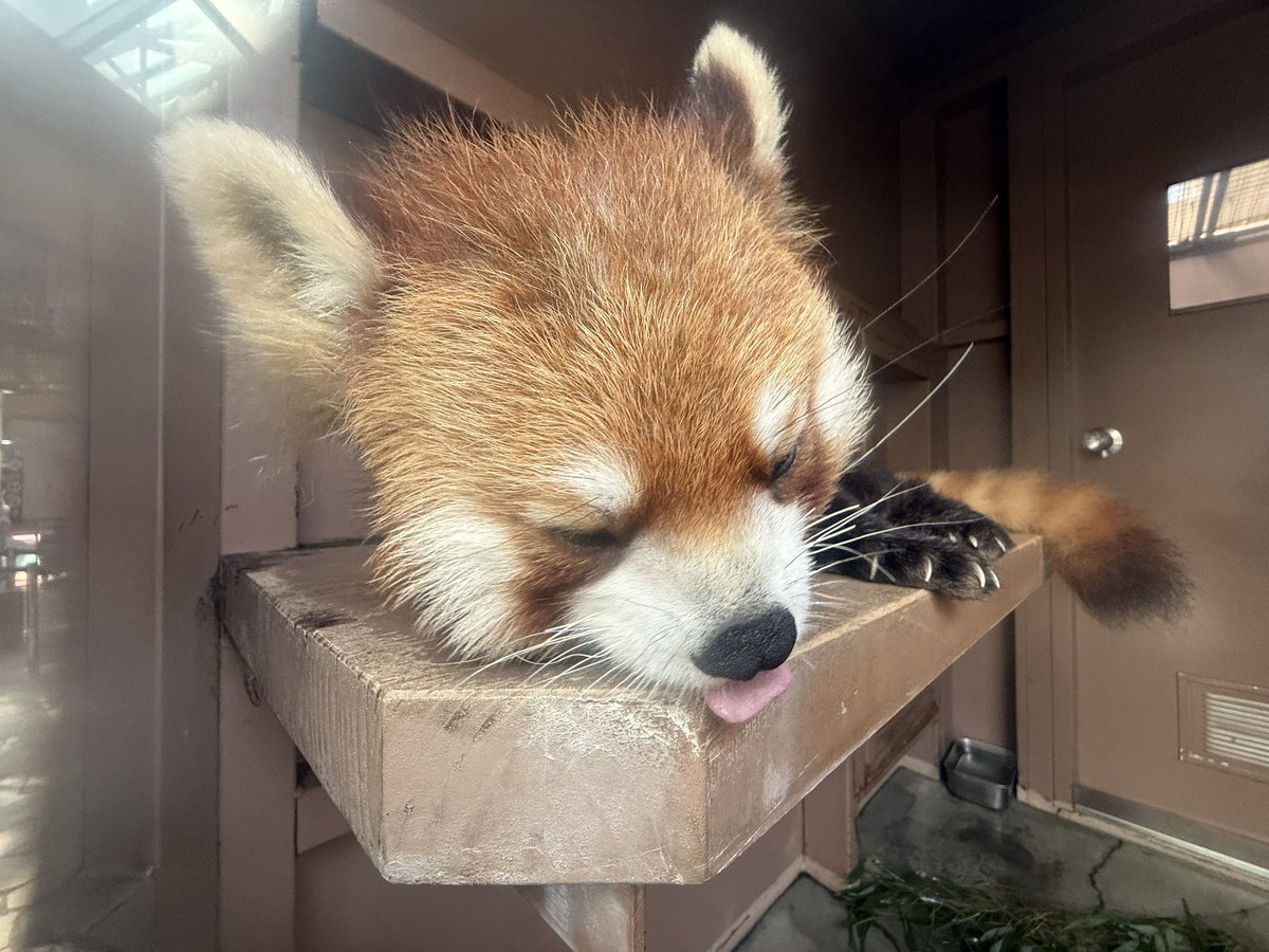 るん🐾 tweet media