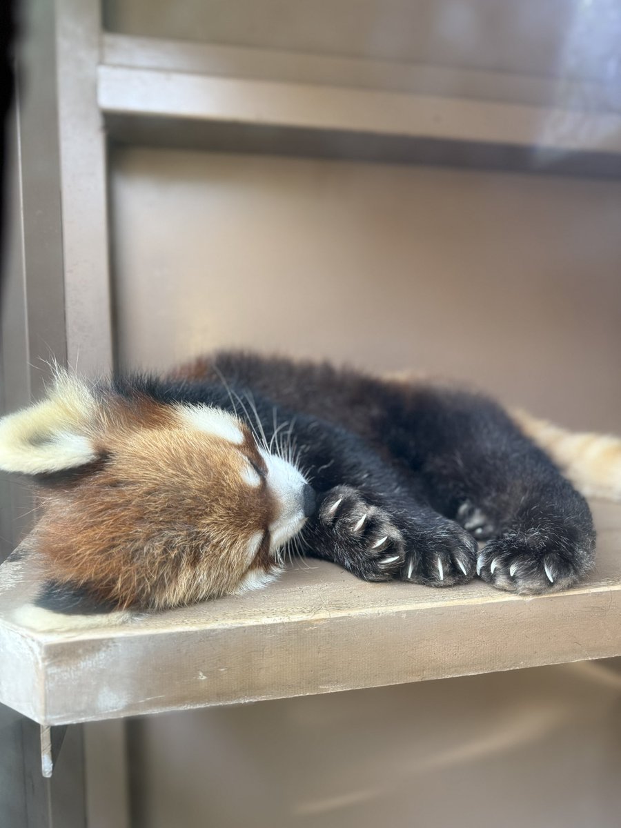 るん🐾 tweet media