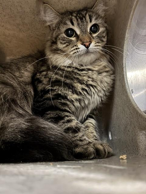 Ally Catmom tweet media