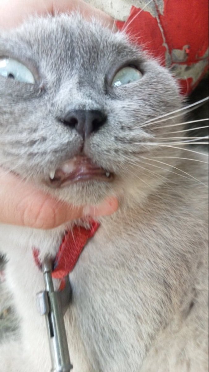 Cats with their heads held back tweet media