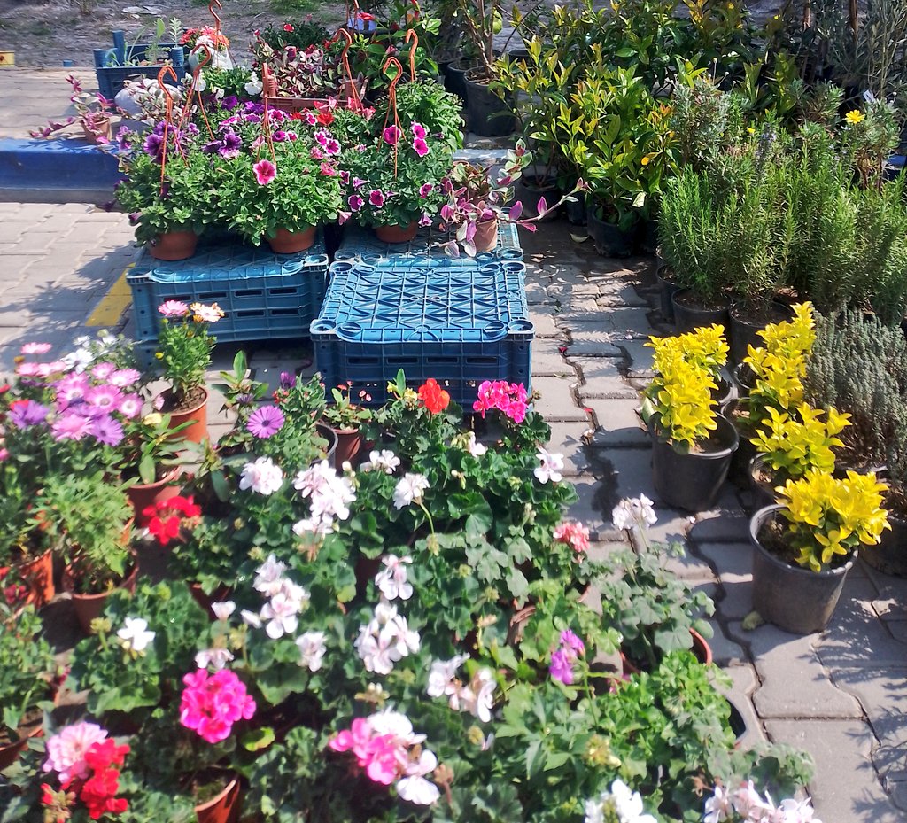 📜🖋️ tweet media