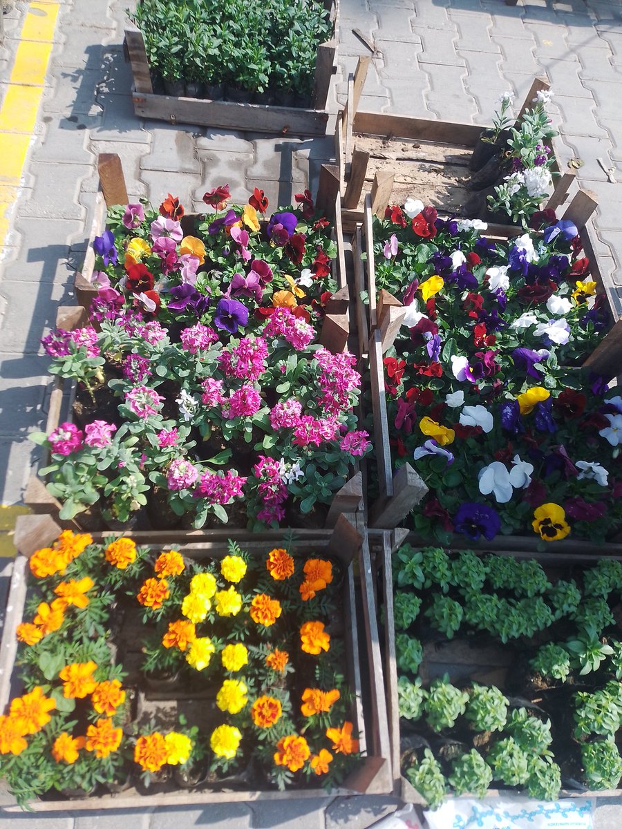 📜🖋️ tweet media