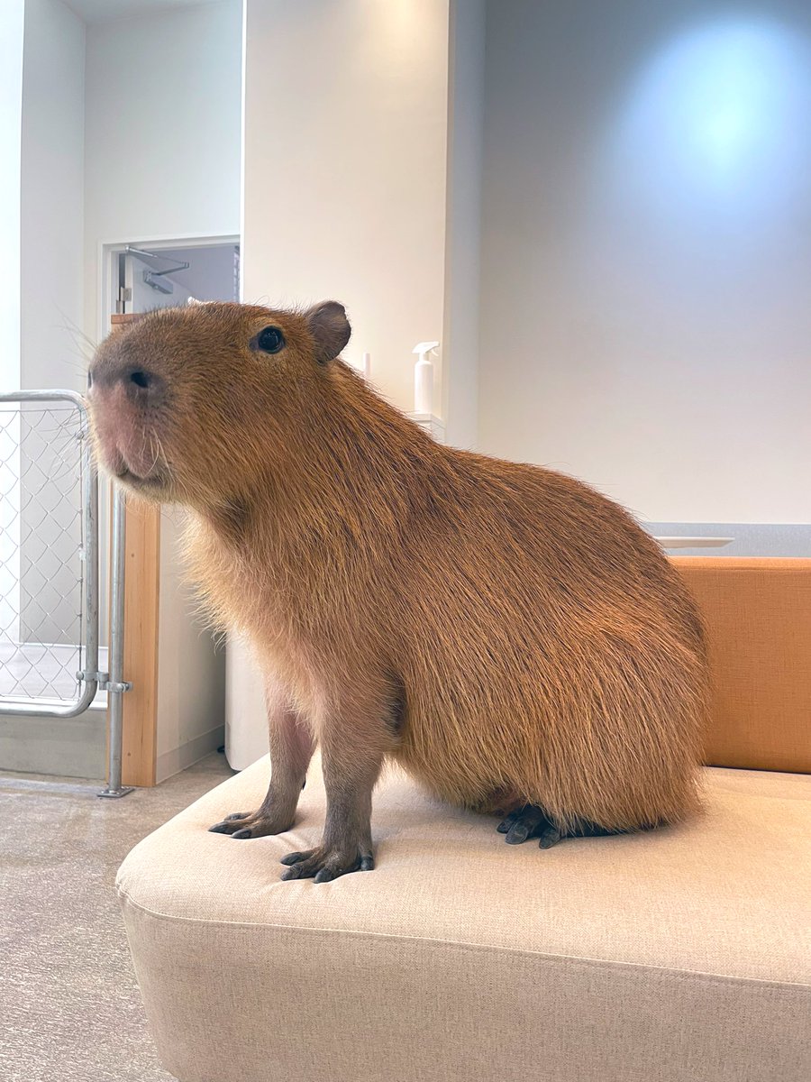 cafe capyba（カピバラカフェ capybara cafe in Tokyo） tweet media