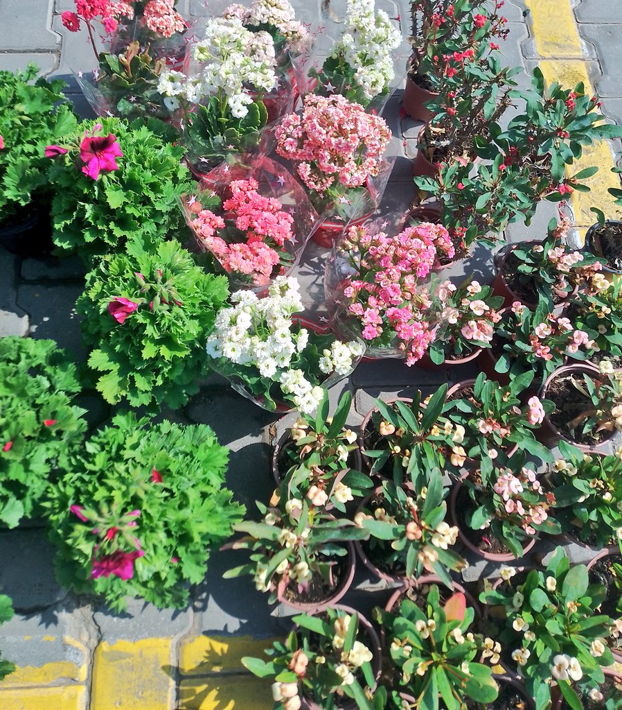 📜🖋️ tweet media