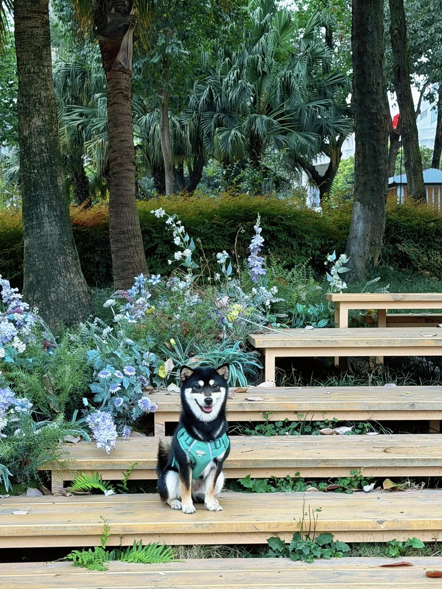 有召必回之扛靶子 tweet media