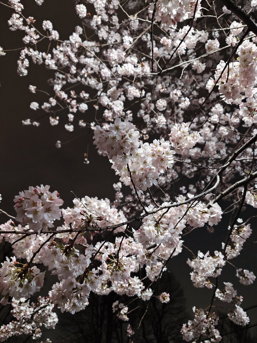 tomico_gt's tweet photo. 夜桜ｶﾜｲｲ🫠 https://t.co/Ord5o2zVHj