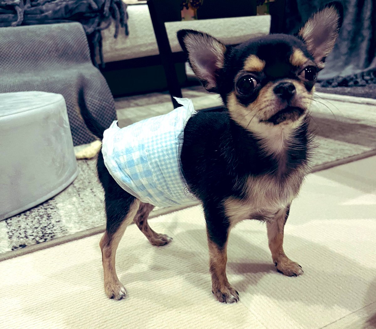 スムースチワワの元くん🐶🐾3m tweet media