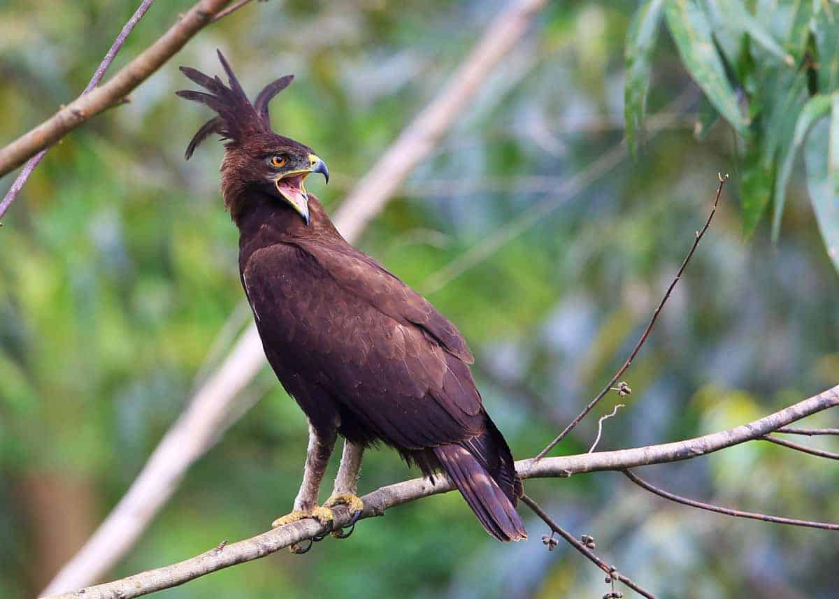 QariTravel's tweet photo. Uganda is a top African Birding destination with over 1,065 species, featuring the Shoebill, Albertine Rift endemics, and diverse habitats. Prime spots include Bwindi Impenetrable NP, Murchison Falls NP, and Queen Elizabeth NP, best viewed June–September or November–April. https://t.co/T6M1huA8sc