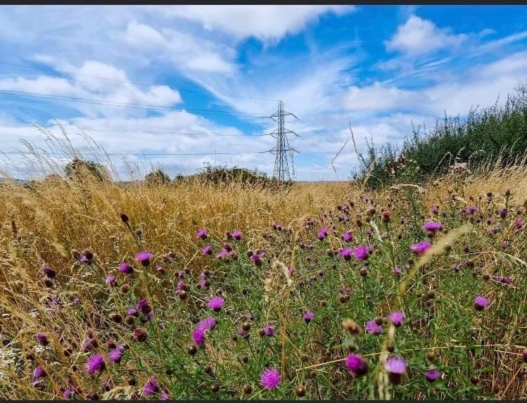 Danica Priest🦇🦎🦇🦎🍃💚🍃 tweet media