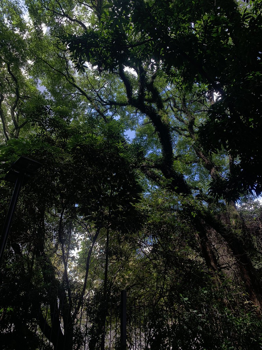 natália tweet media