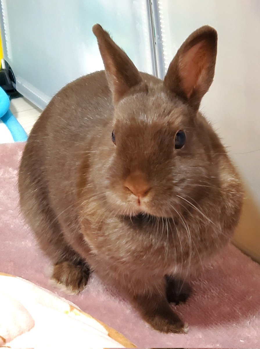 しじみ(🐇はあずきです) tweet media