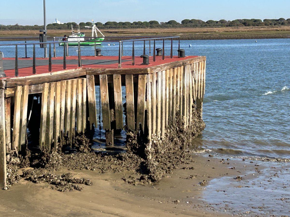 PSOE Punta Umbría tweet media
