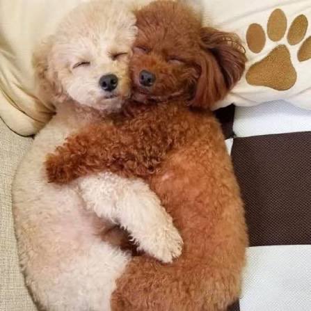 리프(リフ) tweet media