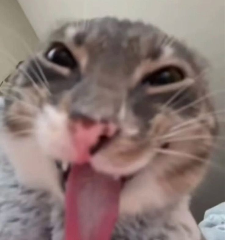 𝒥eyu 🍵 tweet media