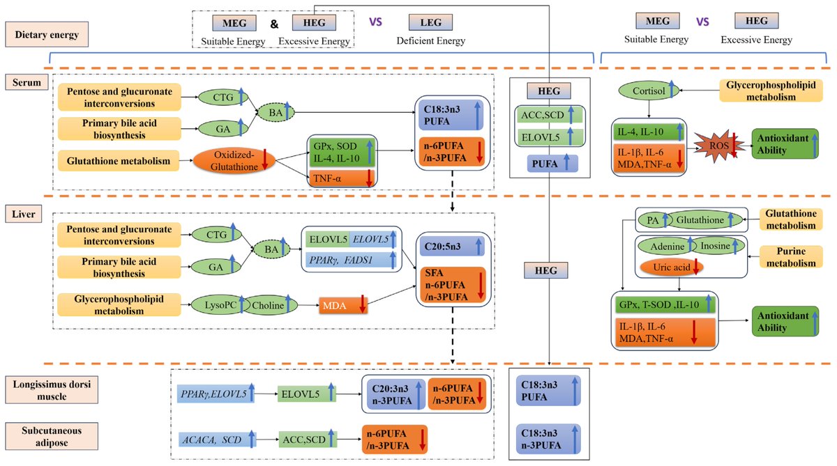 antioxidants_OA's tweet image. 📚 Read our #published Article: Integration of #Serum and #Liver #Metabolomics with #Antioxidant #Biomarkers Elucidates #Dietary Energy Modulation of the Fatty Acid Profile in #Donkey Meat" by Li Li, et al.

🔺 Access the full text at: mdpi.com/2076-3921/15/1…