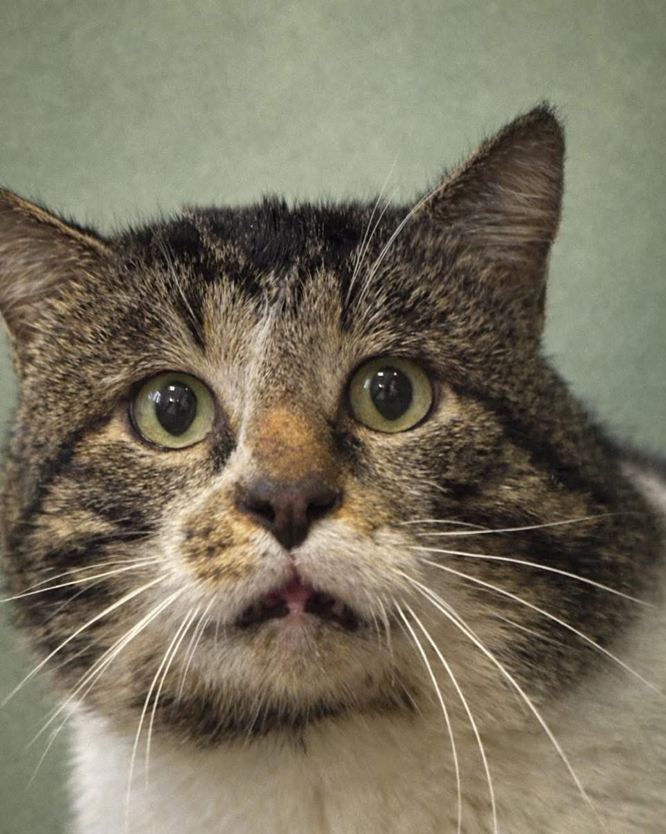 Proverbs 12:10 Animal Rescue tweet media