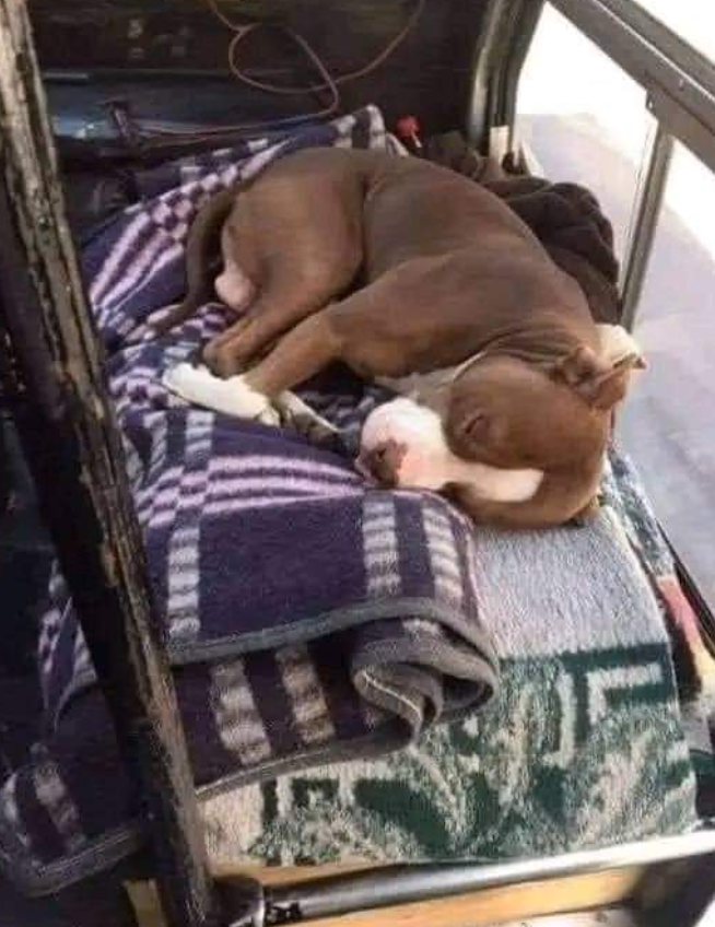 Best in Dogs tweet media