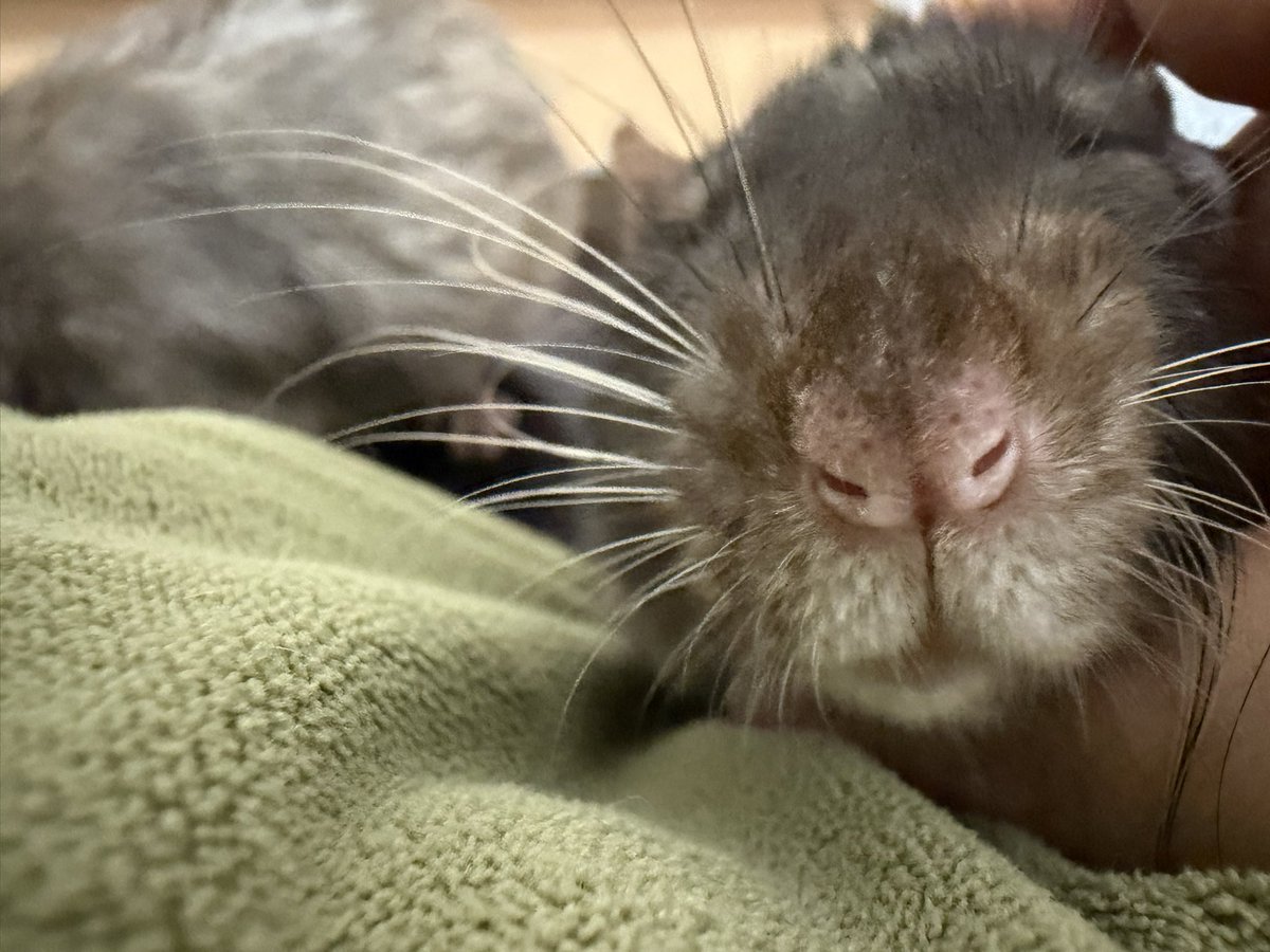 ぽぽぽいかに tweet media