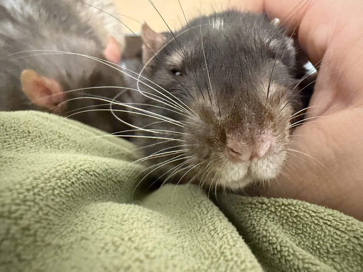 ぽぽぽいかに tweet media