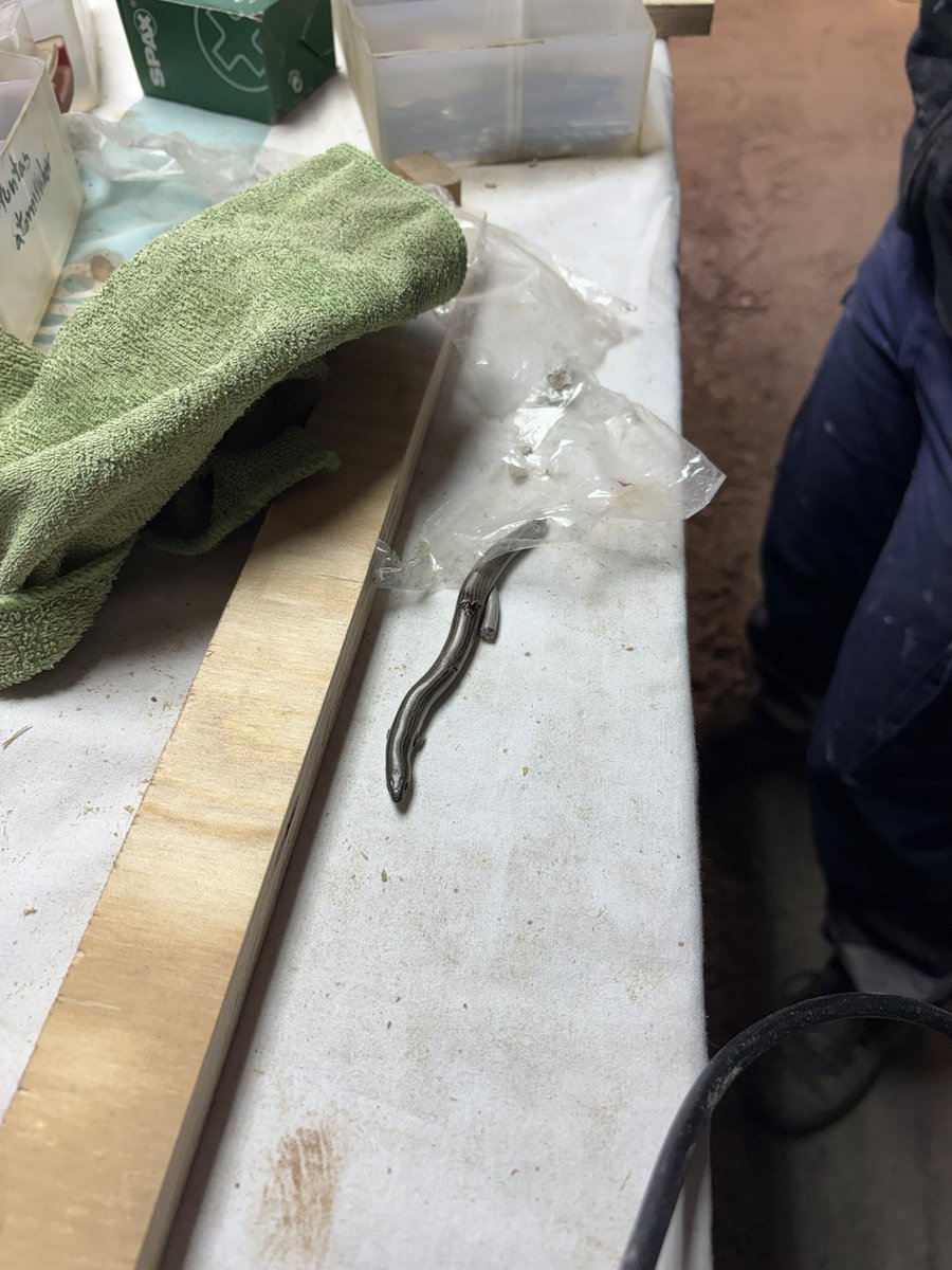 TITO KIM 🇰🇵 tweet media