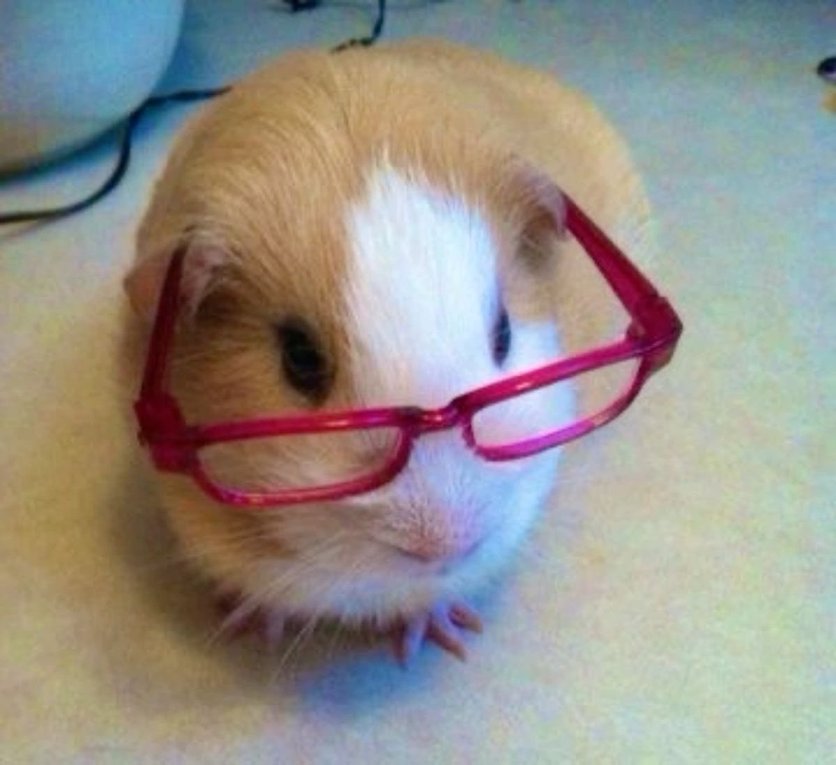 권필쌍 tweet media