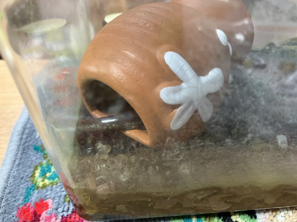 korisutousagi's tweet image. 思い込みか、たまたまかもしれないけれど、

「明日お掃除するから、壺に入ってね」って言うと、
次の日、壺に入っててくれるんだよね、、

今日なんか朝からずっと入ってる、、もう夜なんだけど、

早くお掃除してあげなきゃ
（健気な姿）
#サンショウウオ
#salamander
