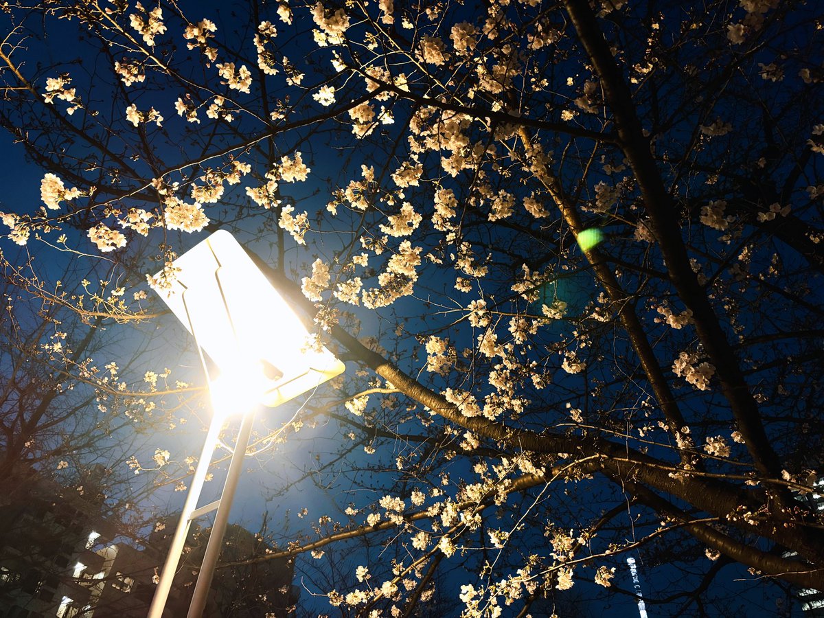 すみ𖦞 tweet media