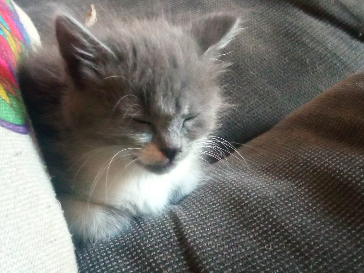 🍏🍏R e p o l l o🍏🍏 tweet media