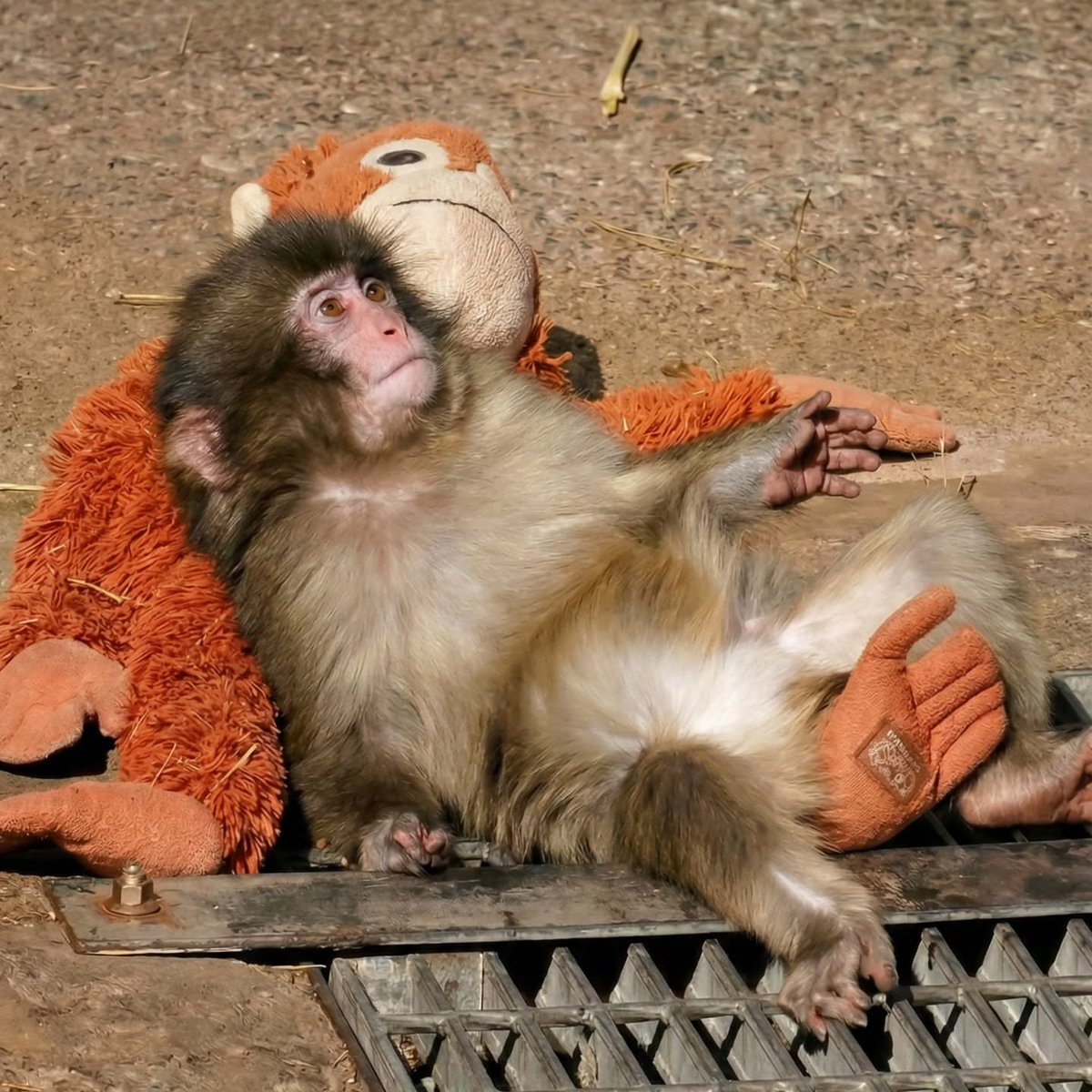 ANIMALIA tweet media