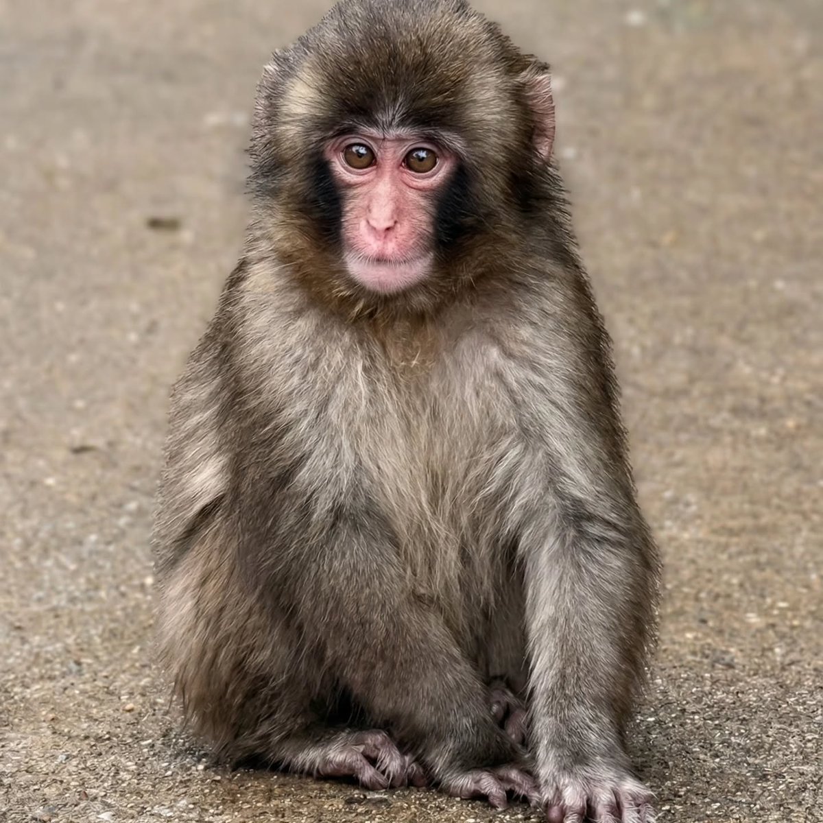 ANIMALIA tweet media