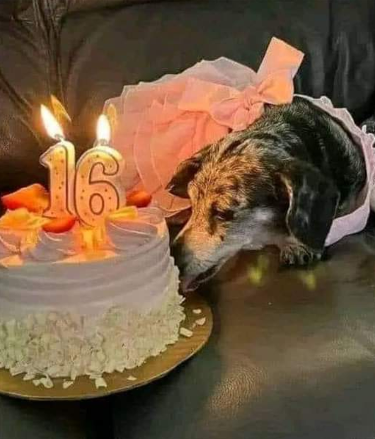 Tweets of Dogs tweet media