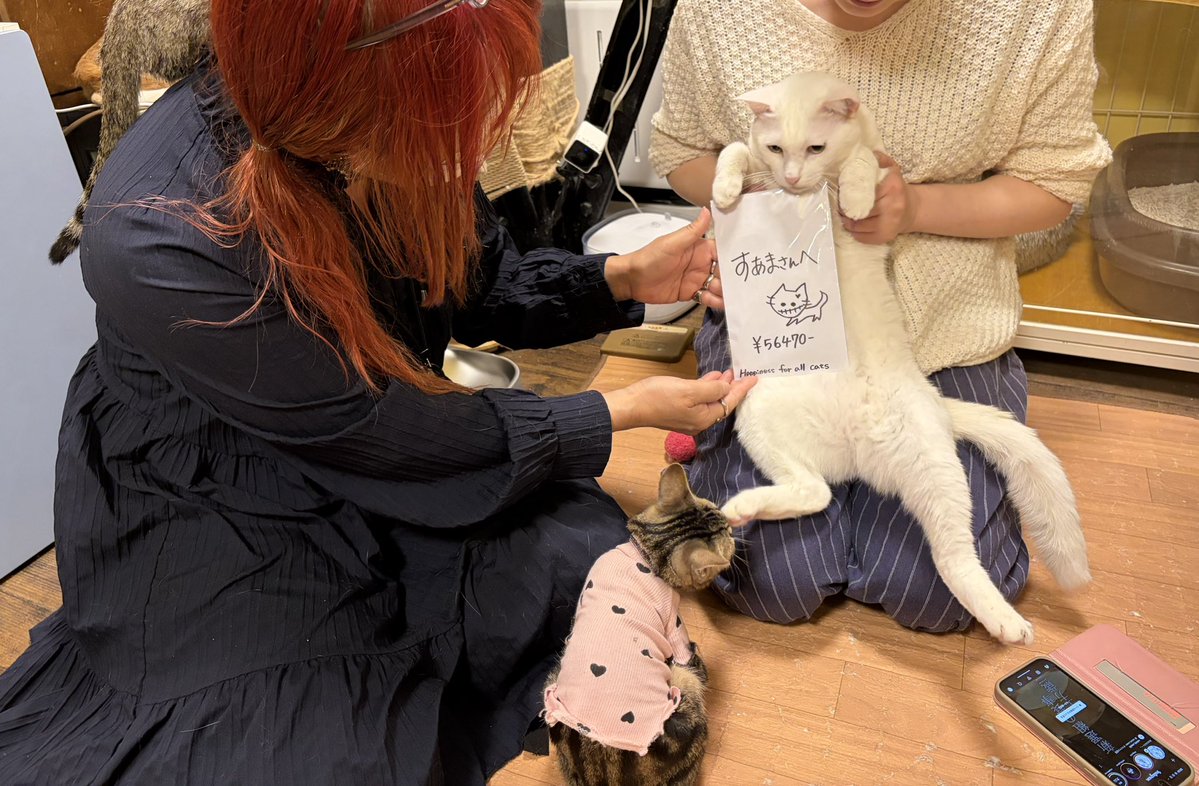 猫好きYOU | THE SOUND BEE HD | MARY RUE tweet media