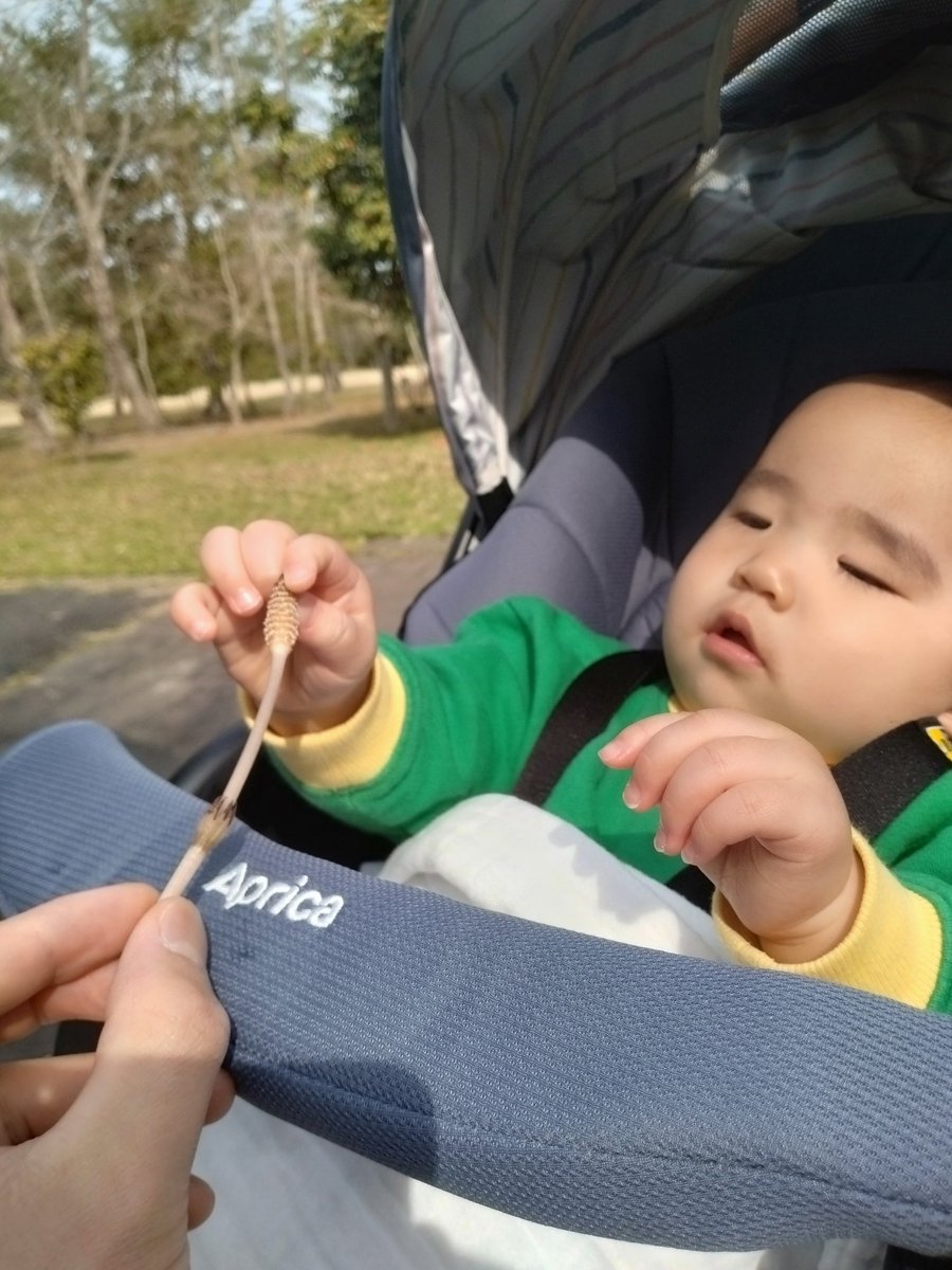narivis's tweet photo. つくしとの出会い。 https://t.co/iHGPNGXaoT