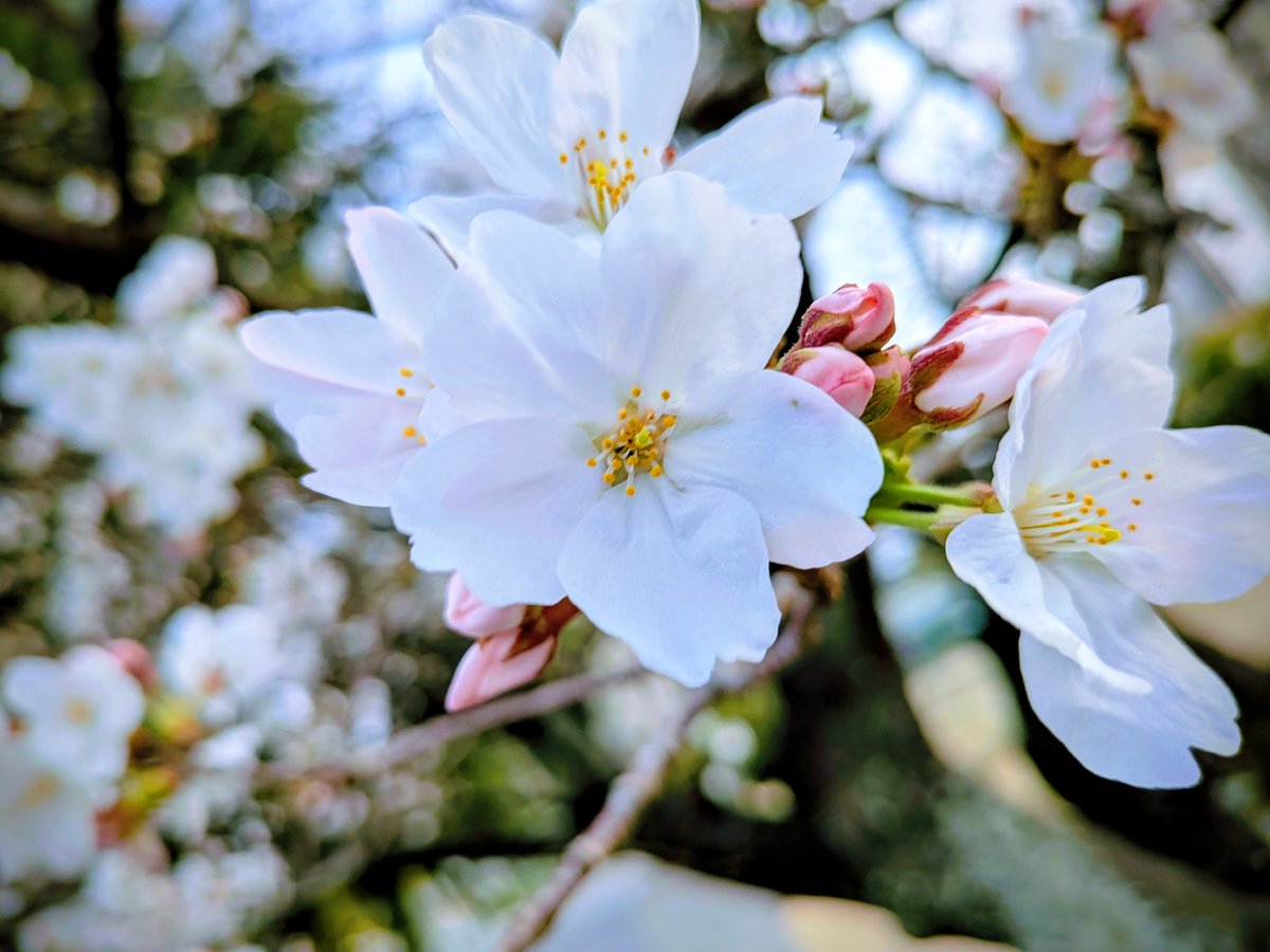 nao🍑多汁果実🍑 tweet media