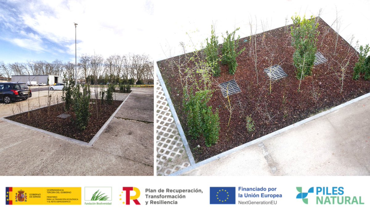 pilesnatural's tweet photo. Así crece un entorno más verde junto al río Piles🌿
Estos 2 alcorques construidos en las Mestas, representan una solución muy funcional al drenaje urbano favoreciendo, además, el crecimiento saludable de la vegetación circundante. https://t.co/Tv43LgpLRS